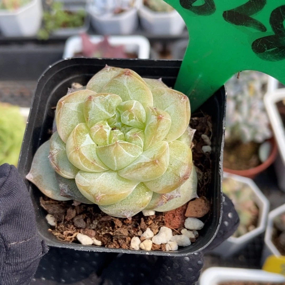 828粉钻多肉植物保护