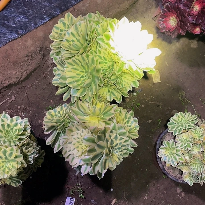 晨*迈巴赫2颗不包损38号