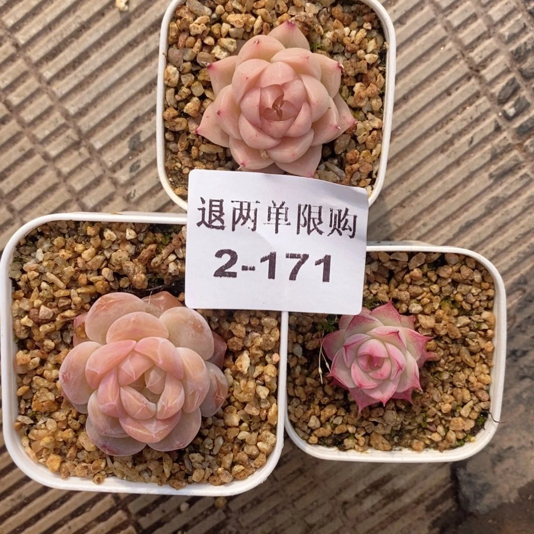 形***.2-171的的的的多肉多肉