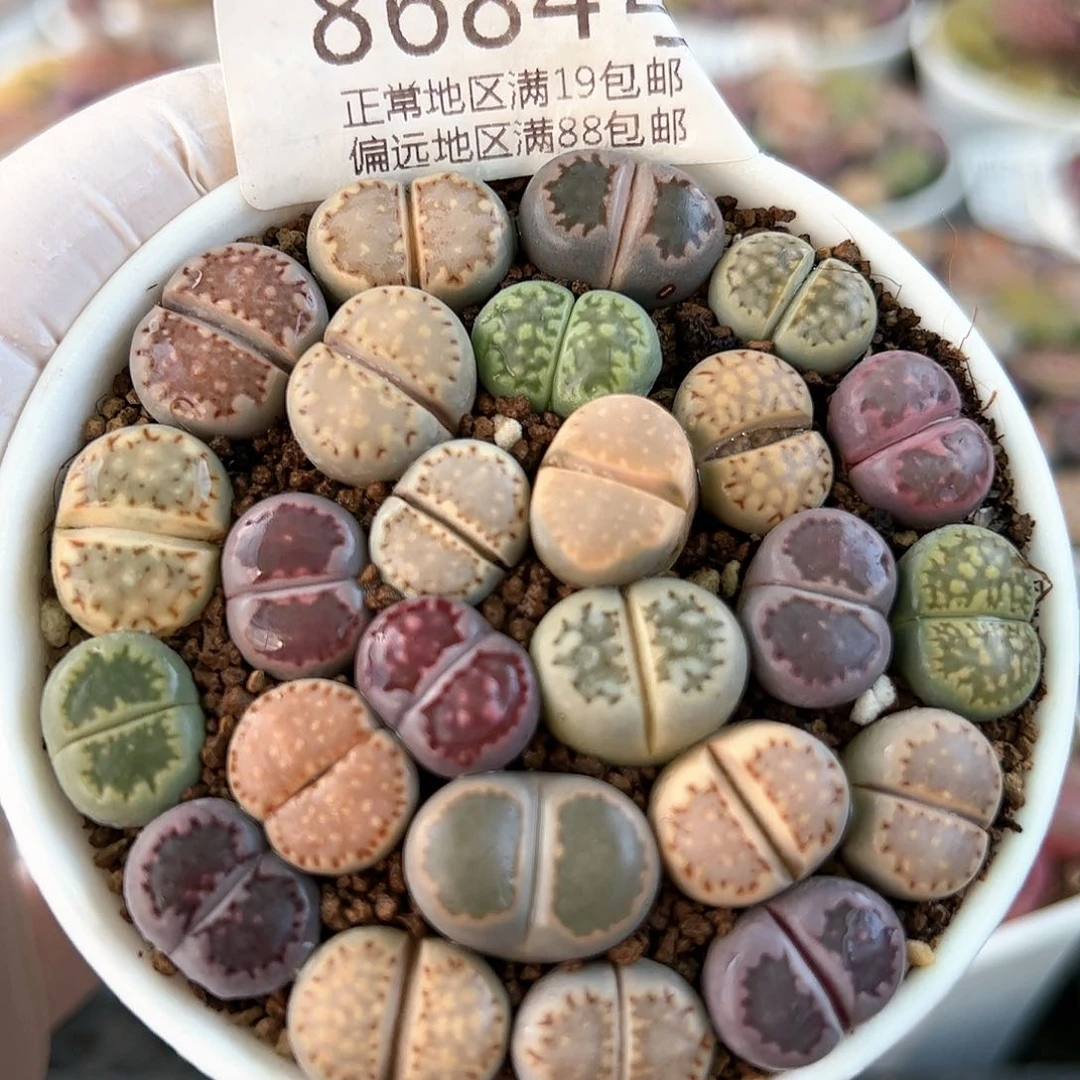 8684三年彩饼干25颗1.3cm左右