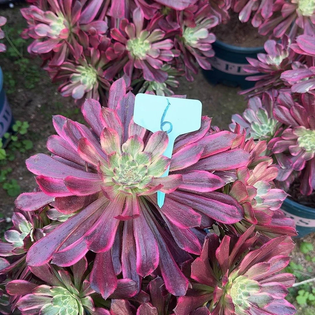 多肉植物紫浪6号