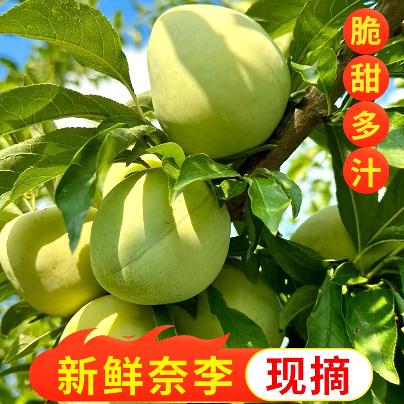 现摘湖南麻阳脱骨奈李当季  孕妇水果酸甜油奈李青皮奈李空心奈李