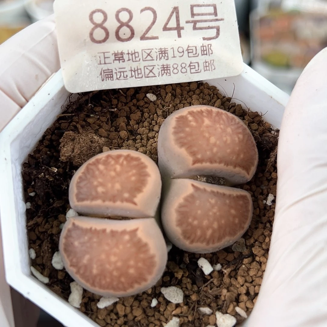 好养易活生石花大母本8824