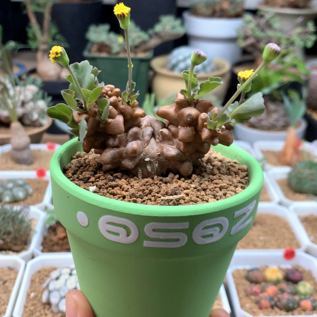 蛮鬼塔厚敦菊带盆绿