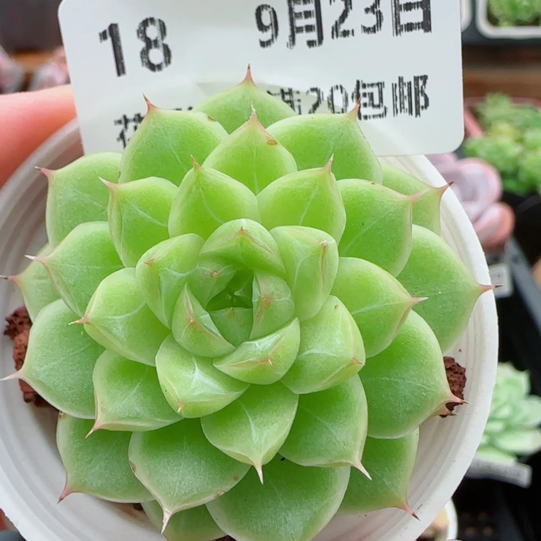 花语逸镜0923-18女王