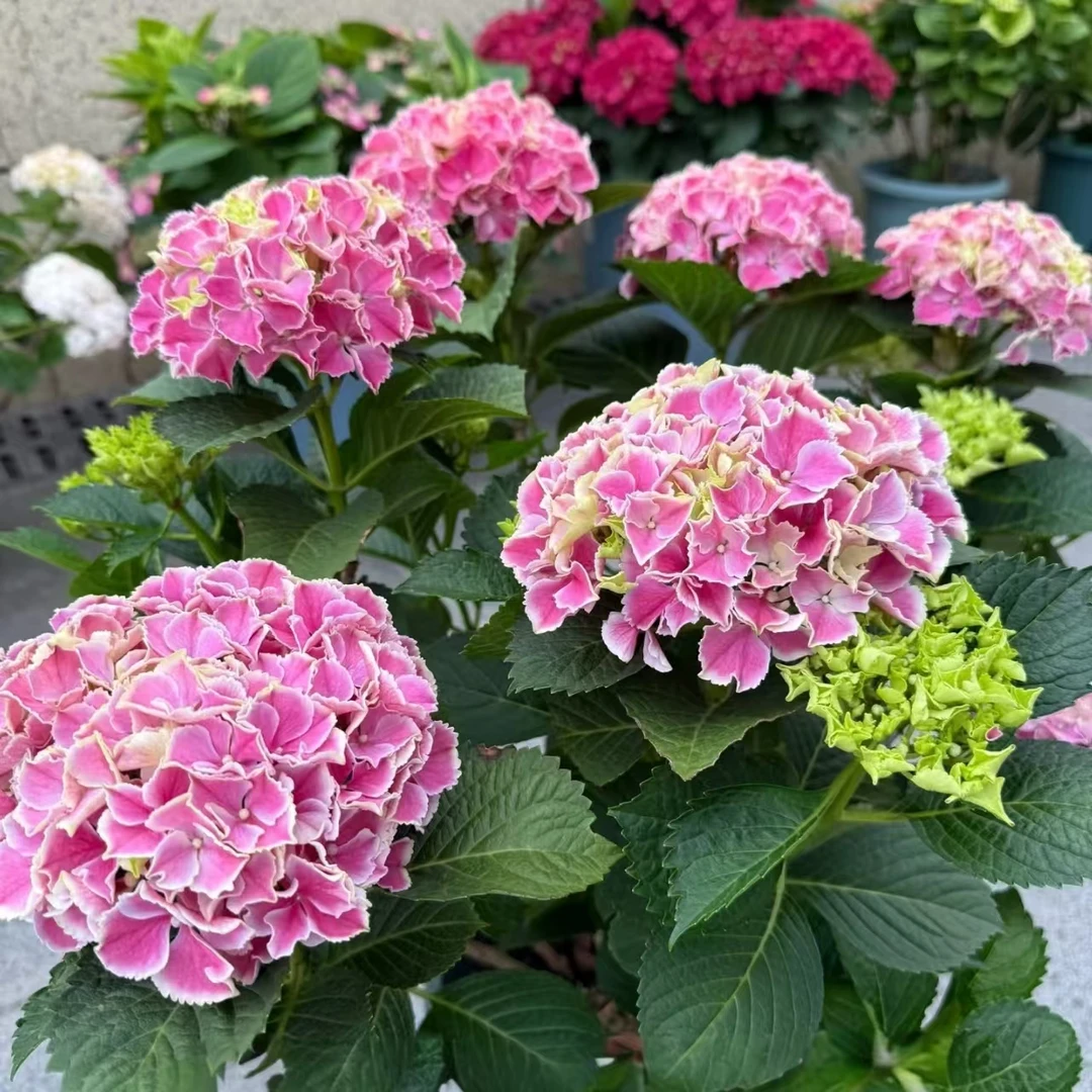 绣球5.28综合链接大苗好养阳台庭院花园花卉