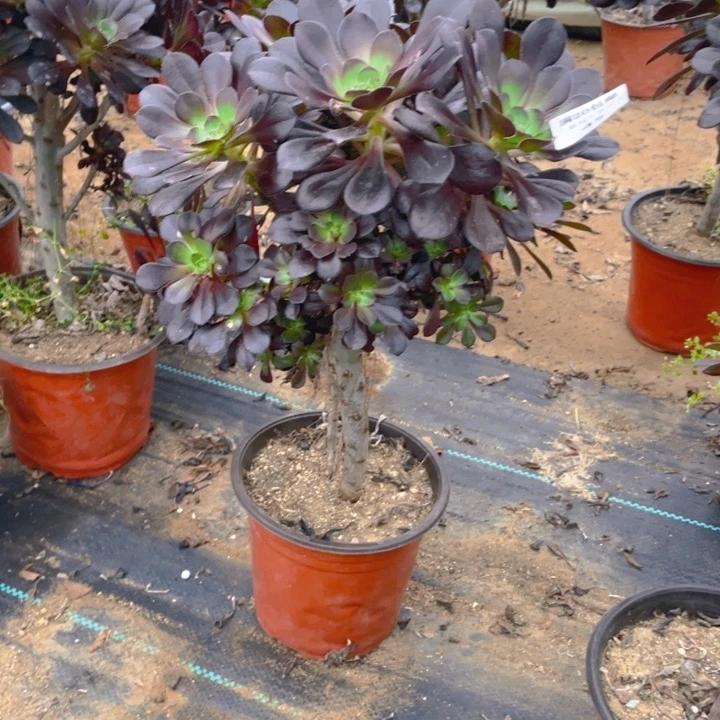 45黑有砍法师多肉断枝不售后