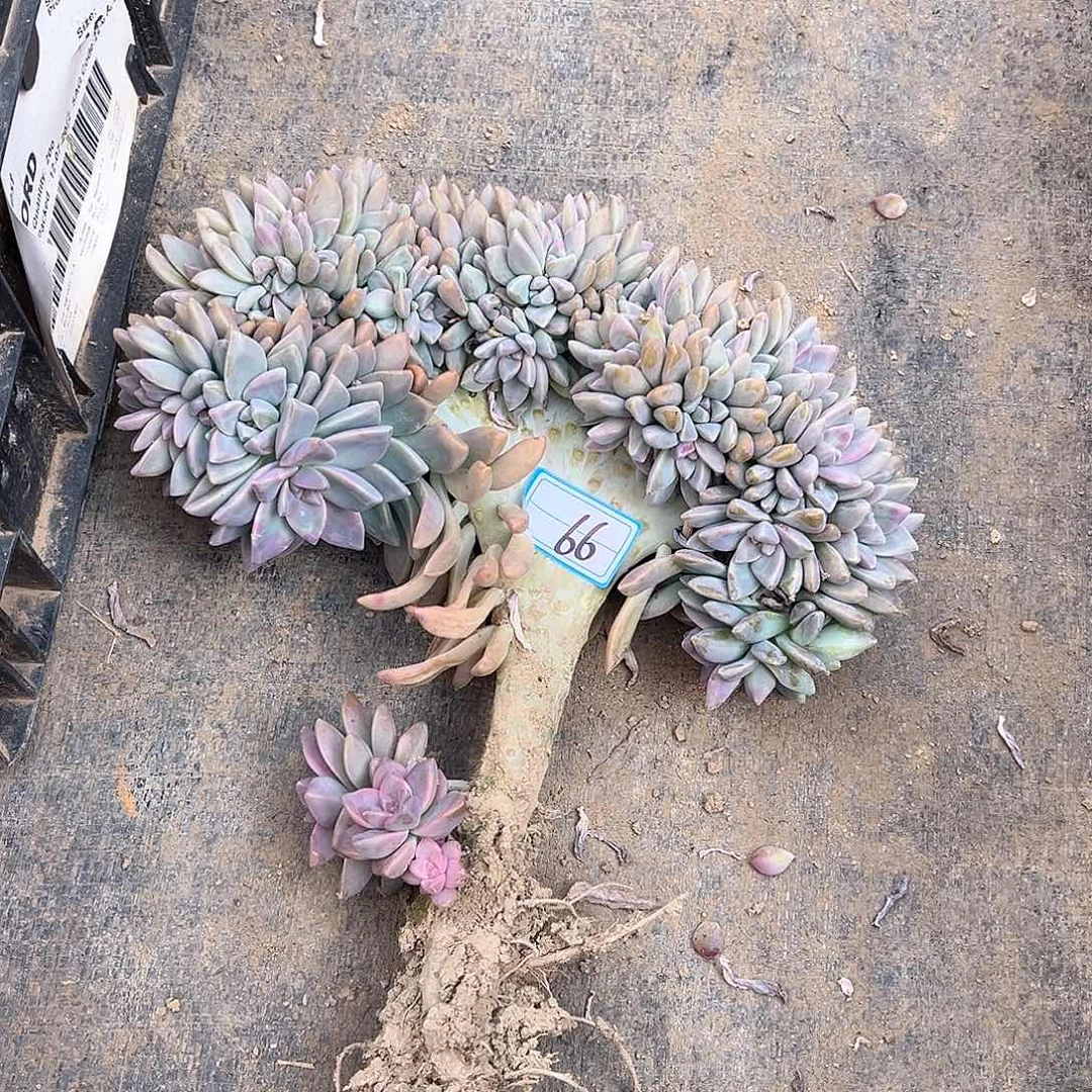 66号淡雪缀锦一物一拍