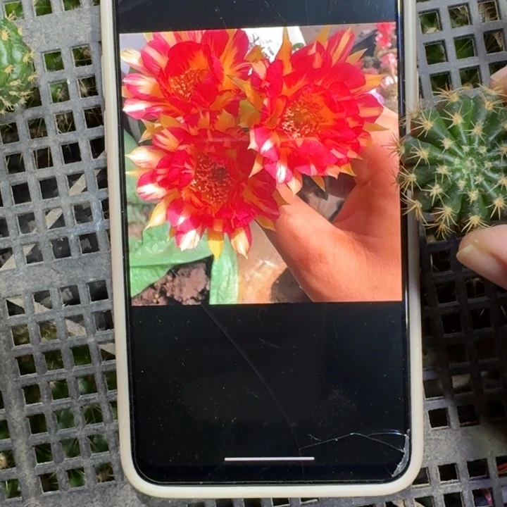 223丽花98歪2到3公分左右无根侧牙，20包邮