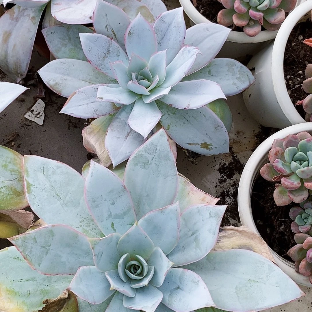 广寒宫仙气飘飘大单头