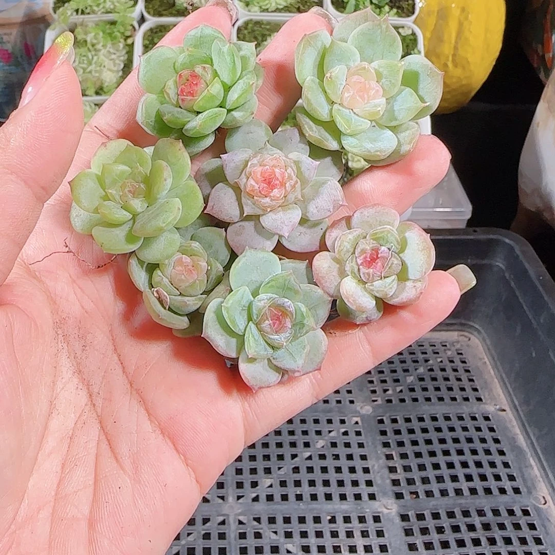 0912---138糖心珍妮