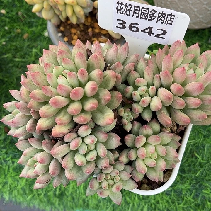 多肉植物3542 一定要拍个冷链哦