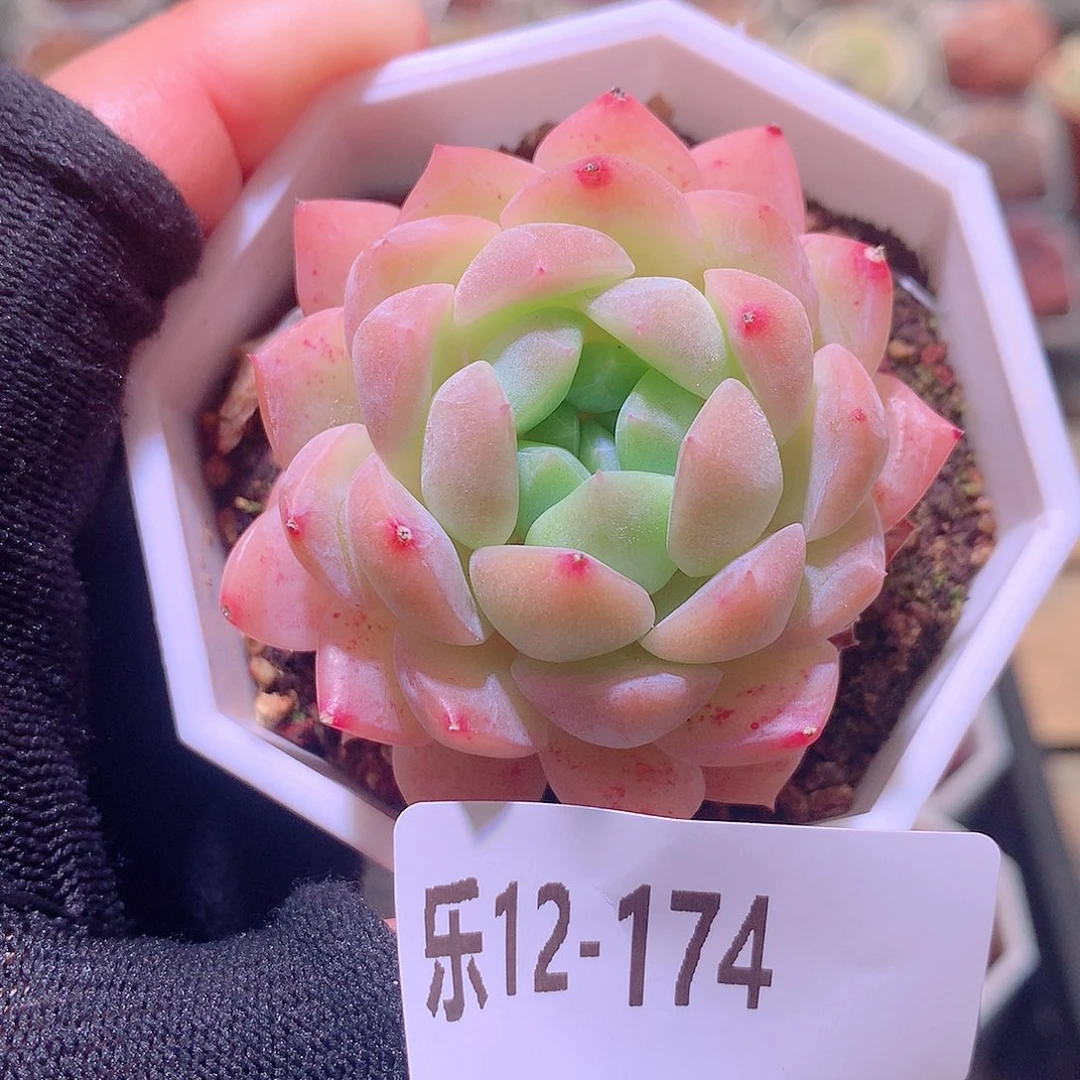 乐然12-174 明月心