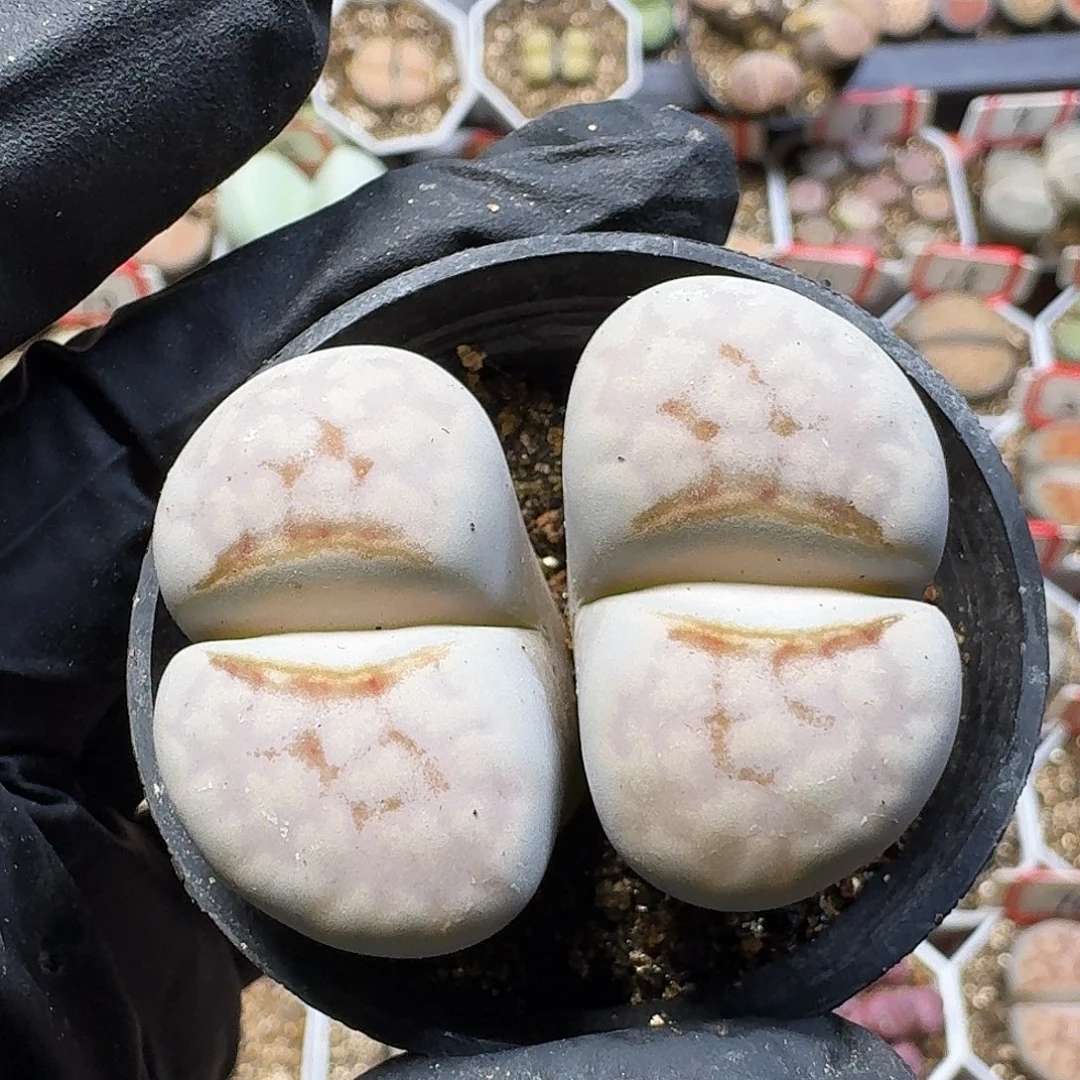 生石花233:：。  129