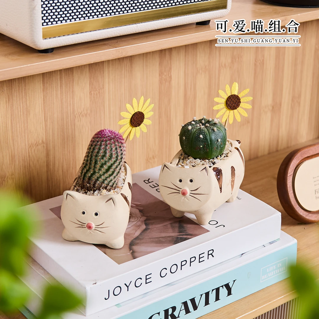 【可爱喵】星兜盆栽办公室内桌面绿植摆件多肉耐旱好养植物礼物