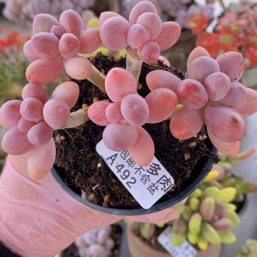 香水手指奶10cm492多肉植物