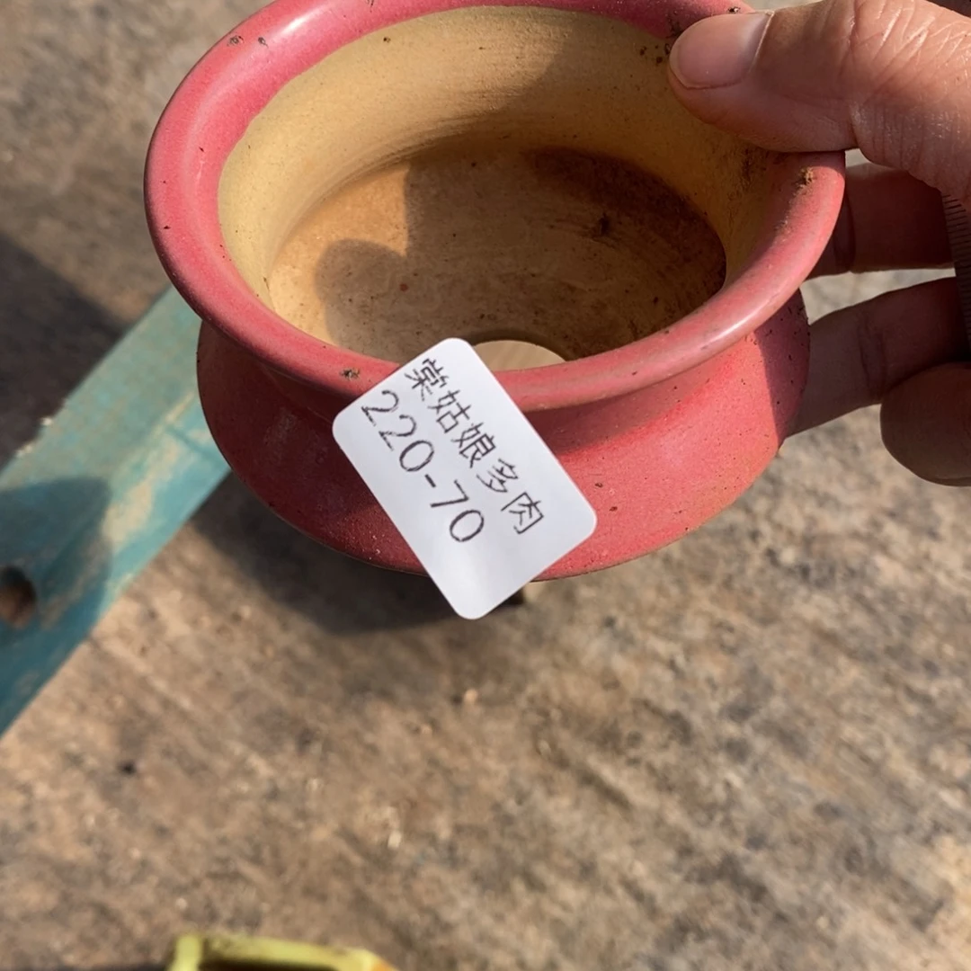 红陶腰*b70号多肉盆一个呀