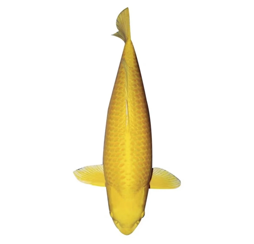 黄猿介子顺丰包邮锦鲤纯种锦鲤观赏鱼活体好养耐活淡水冷水