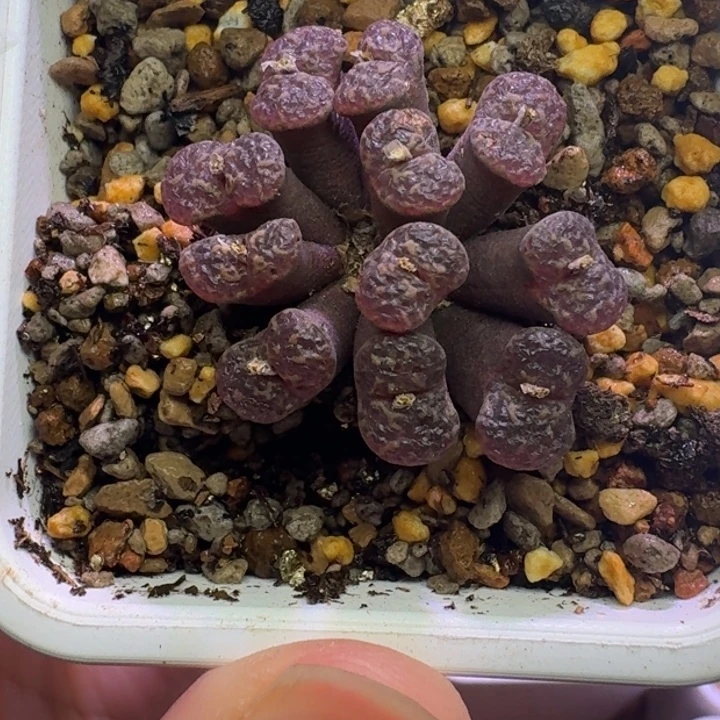 9号泡泡勋章一物一拍