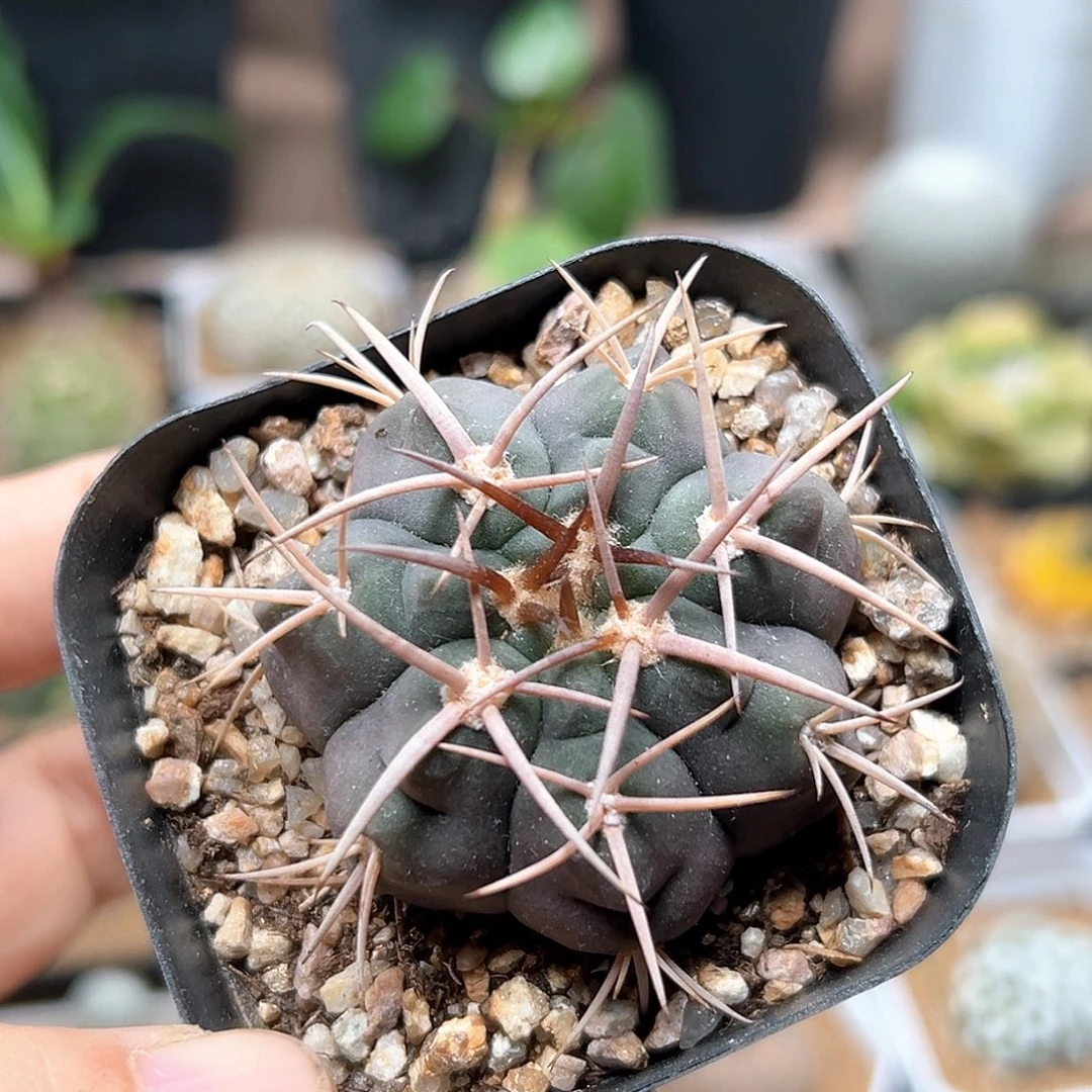 无花朵紫肌裸萼×天平