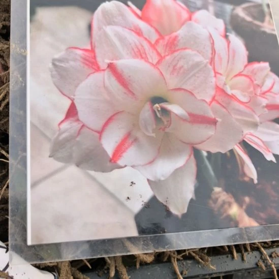 当前无花栽培后可以开花小艾4厘米裸根球