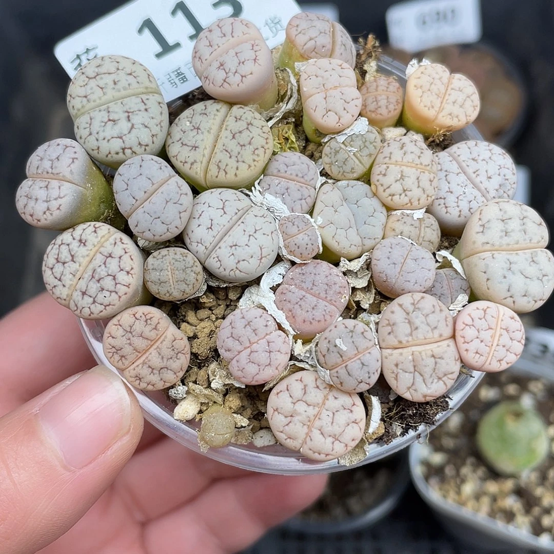 113000000花花花花花花花花花