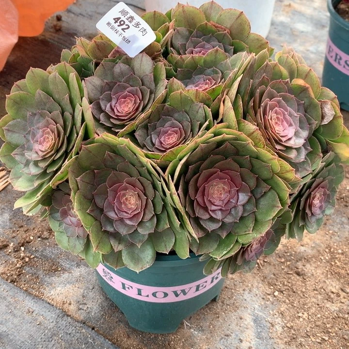 492万圣节多肉植物