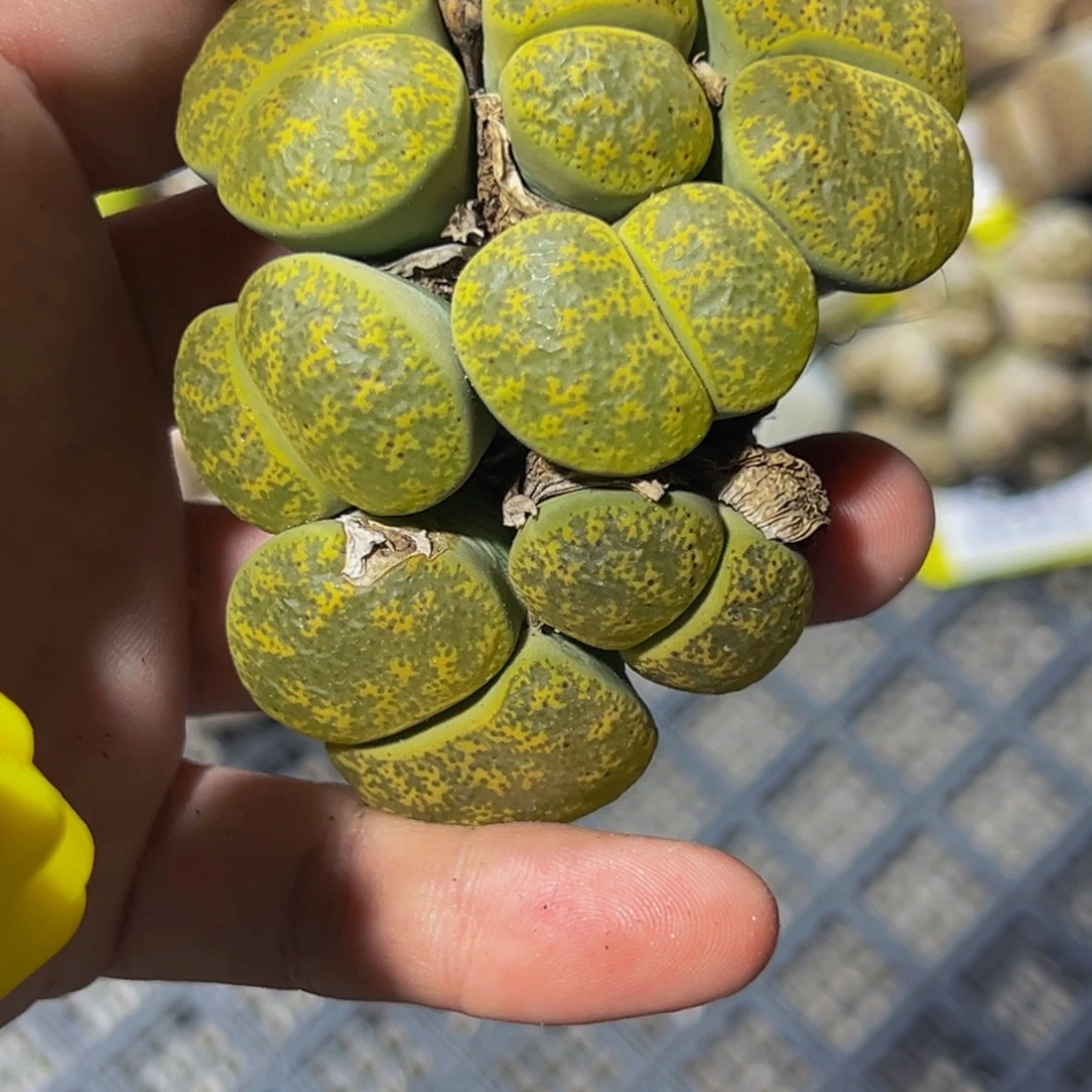 181 生石化大群生大群生