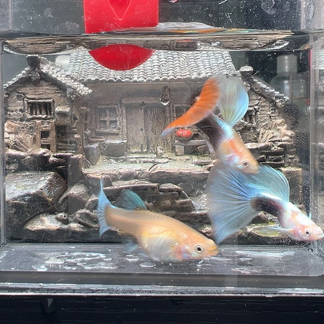 孔雀鱼6号黄化蓝礼服