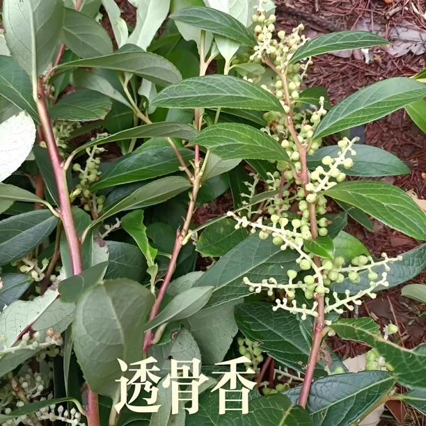 外用洒泡洒料，三角楓、黑嗗虅等