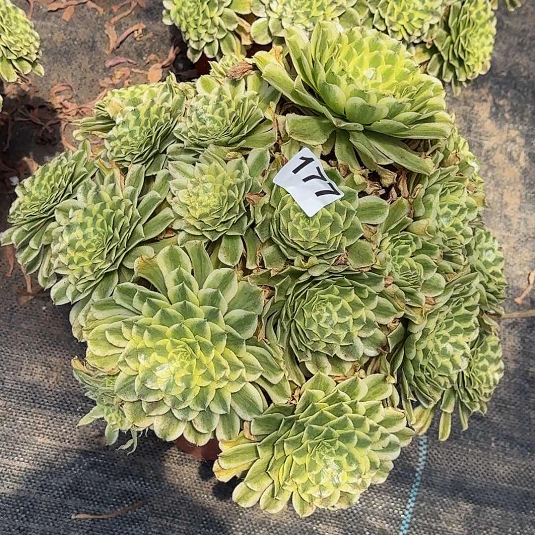 177碧浪老桩多肉植物