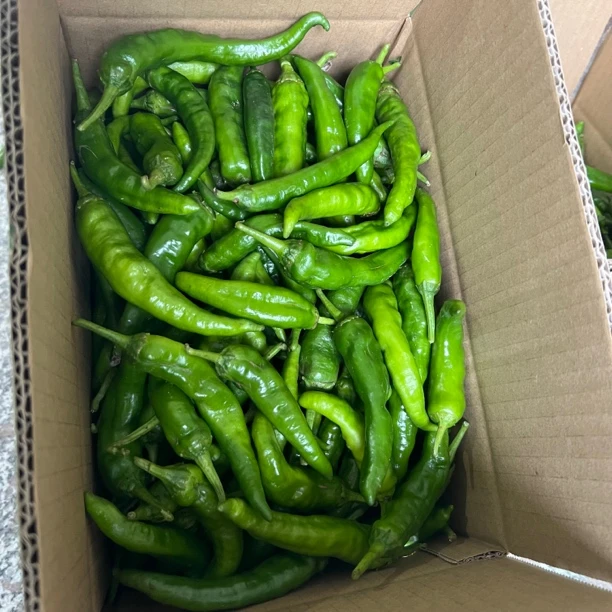 农家青辣椒新鲜采摘特辣泡辣椒酿辣椒辣椒酱