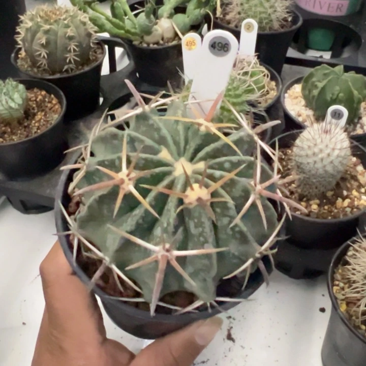 完全开放实生凌波带盆发