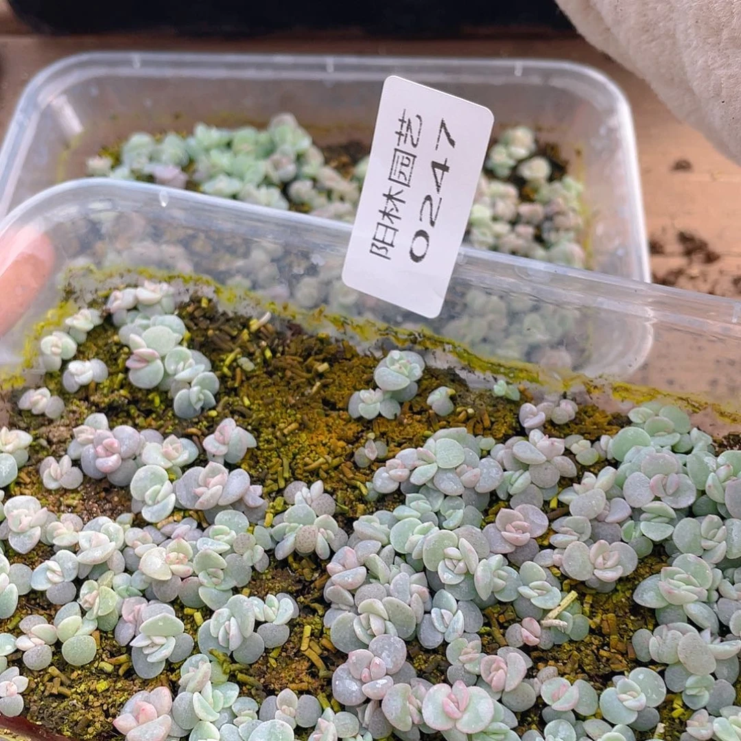 雪***饼多肉植物多肉植物247