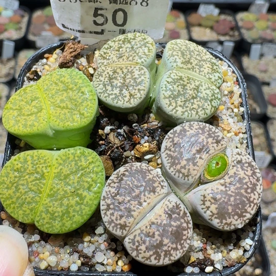 Ssss精品生石花50