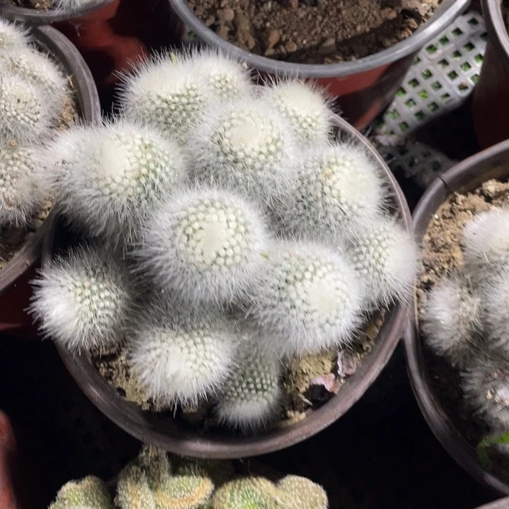 大白小丁群一颗包邮