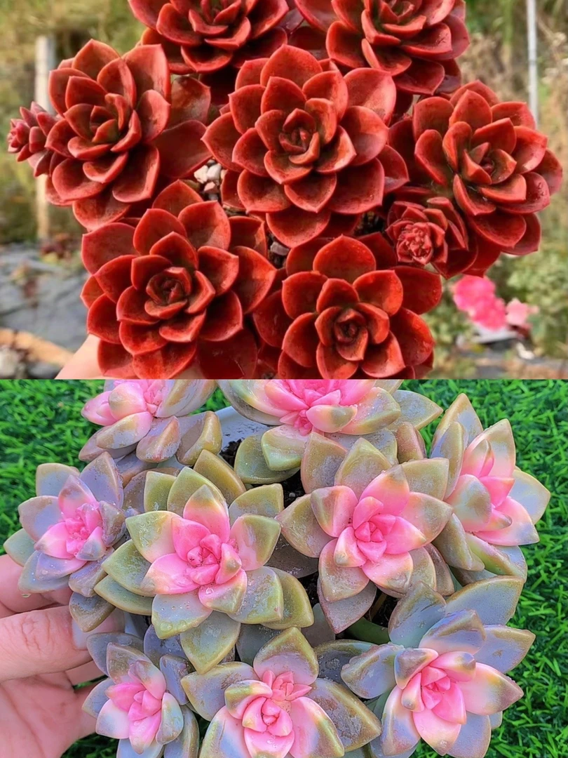 K红酒玫瑰+樱花 新人福利组合喜阳耐冻带盆带土云南基地发货