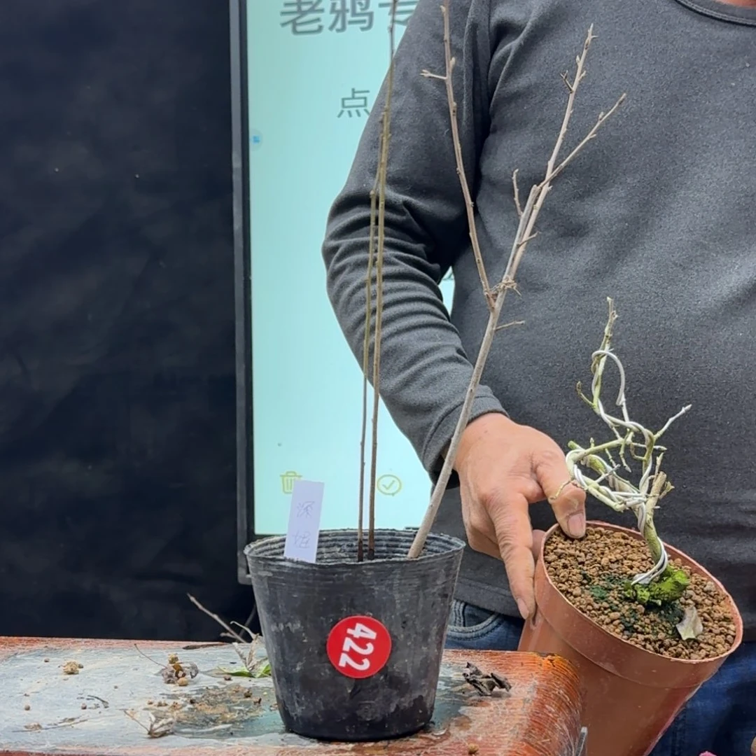 盆景不包邮顺丰到付红*422