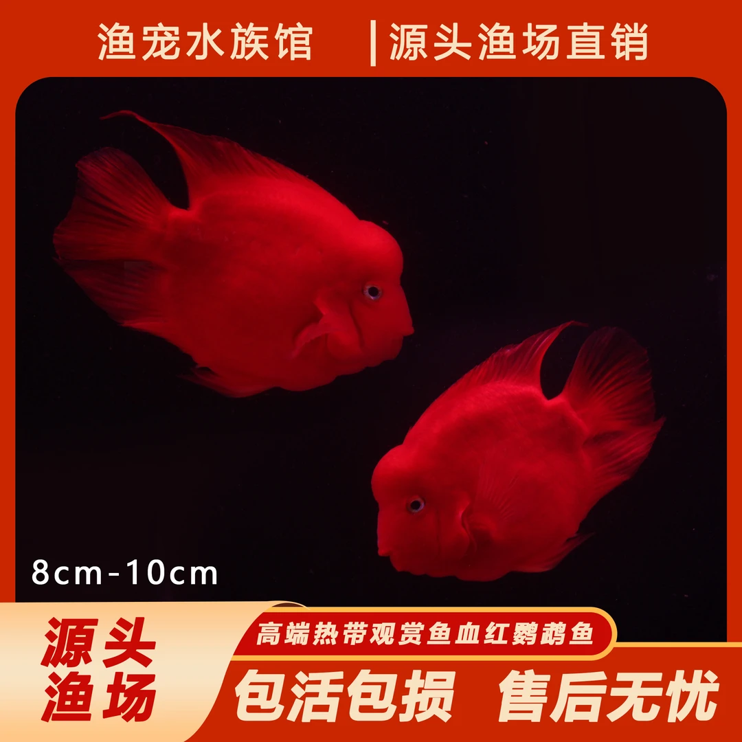 财神鱼观赏血红鹦鹉观赏鱼热带招财观赏血鹦鹉元宝招财观赏8-10