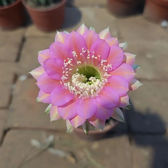 24号实生彩草，球小瑕疵一物一拍，脱土摘花发货，满20包邮