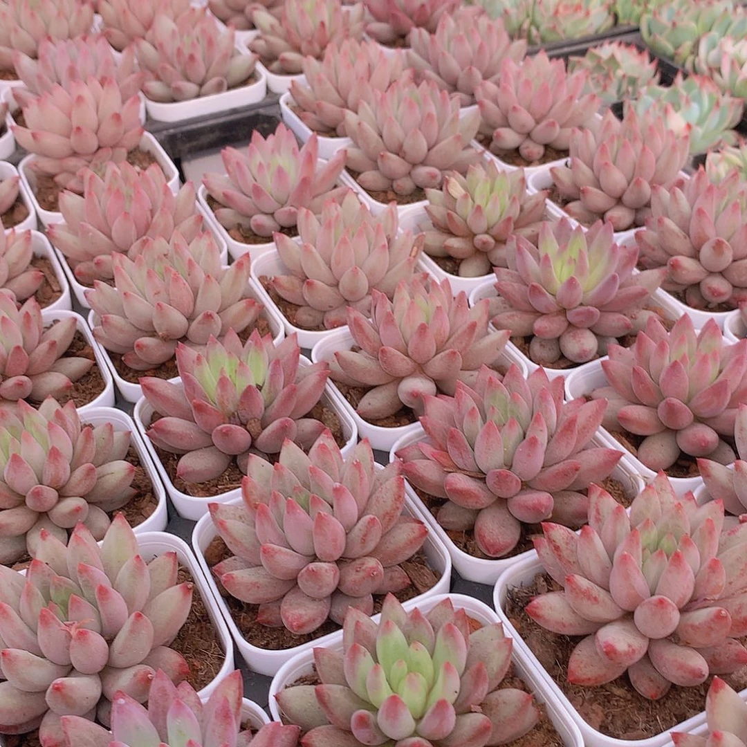 流沙体虞美人356788990000