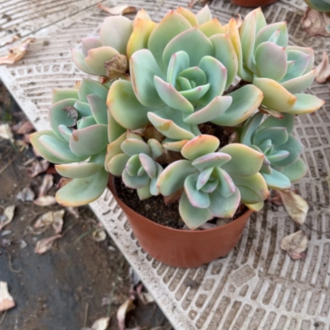 【闪购商品】兴*白凤