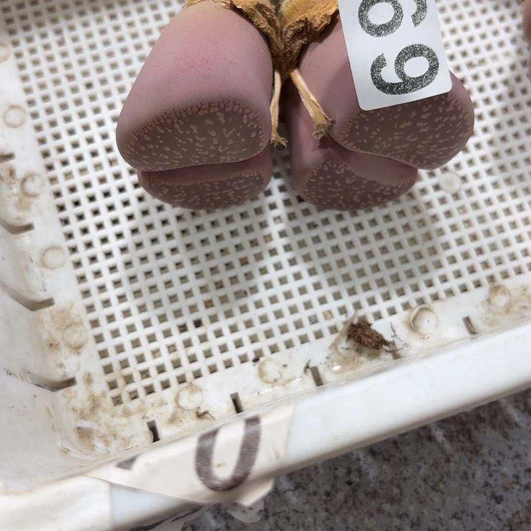 轻***️生石花一物一拍069