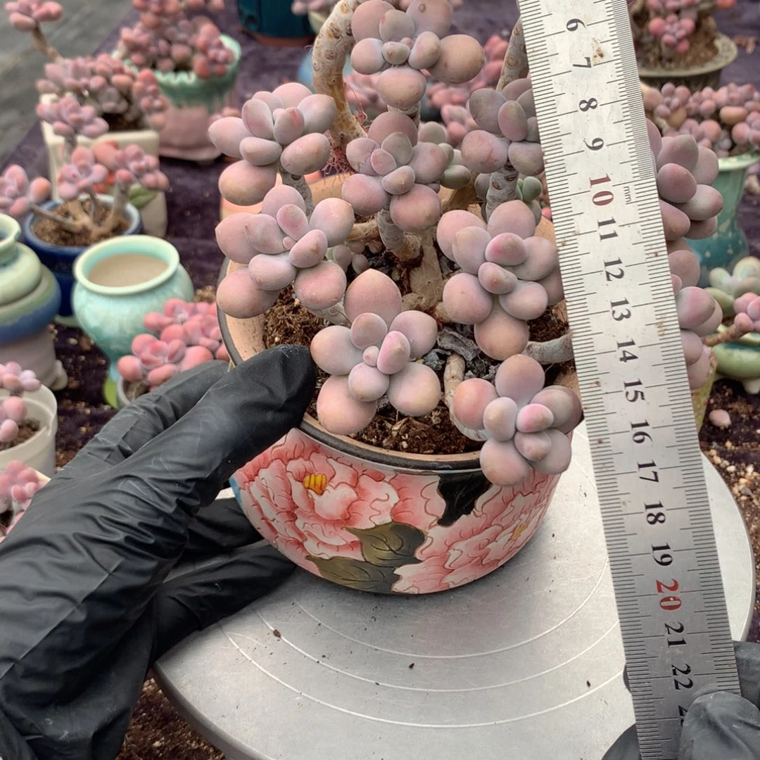 蓝***120感不带盆偏远地区不包邮的有瑕疵
