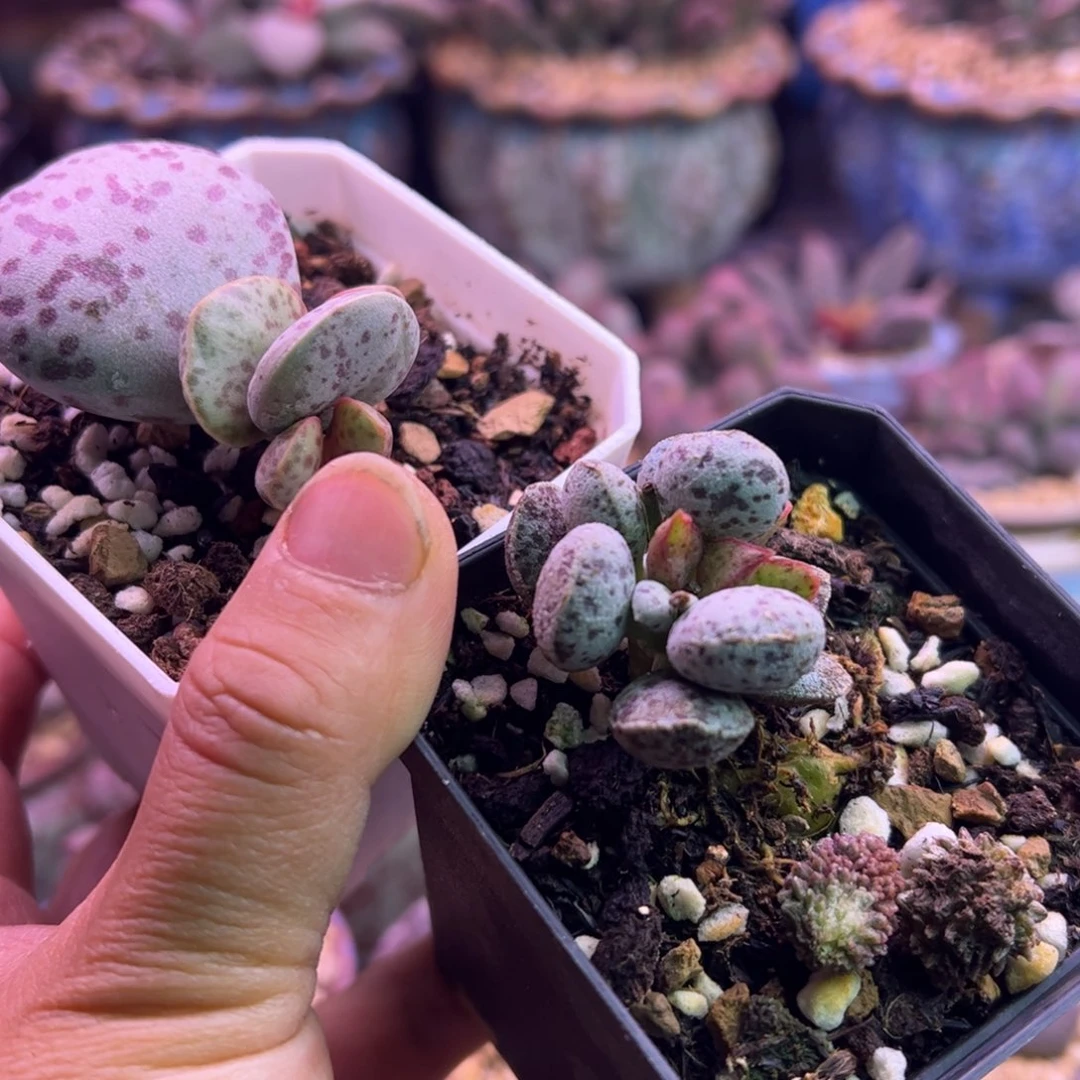 X***h清卷 可口可乐可口可乐