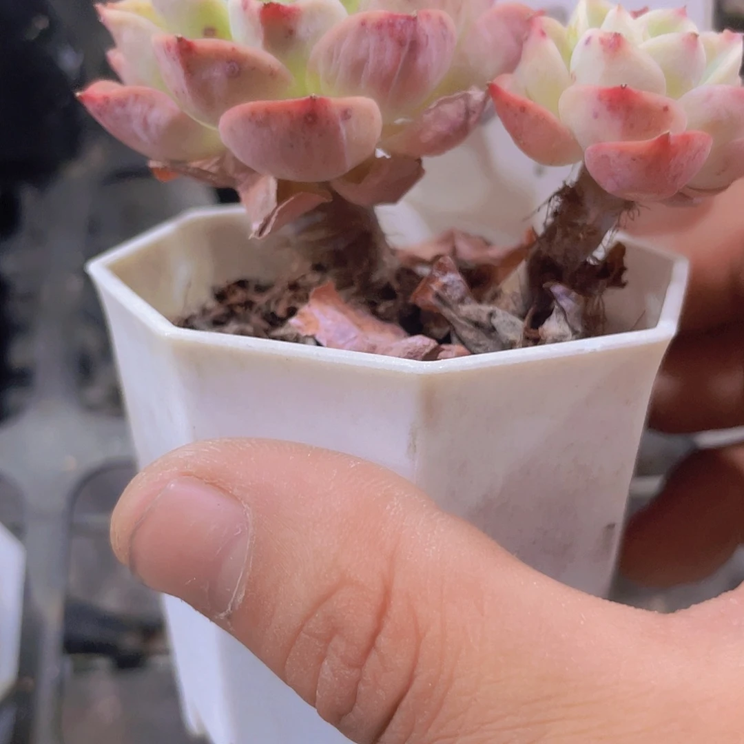 哈密瓜w071一物一拍