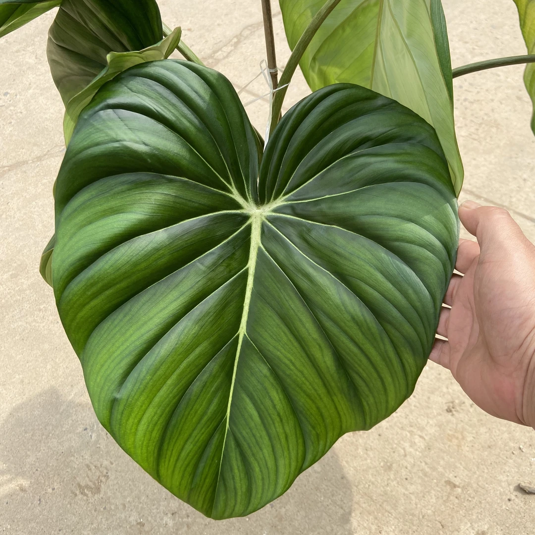 麦克道尔蔓绿绒 ins风网红北欧风进口绿植盆栽室内阳台观叶植物
