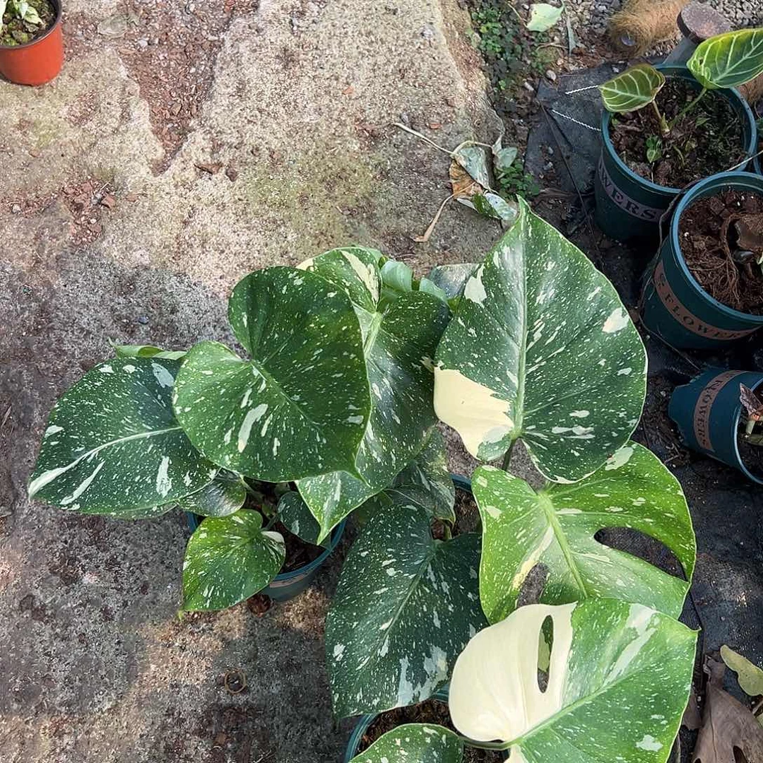 完全开放洒金底座随机发货不售后