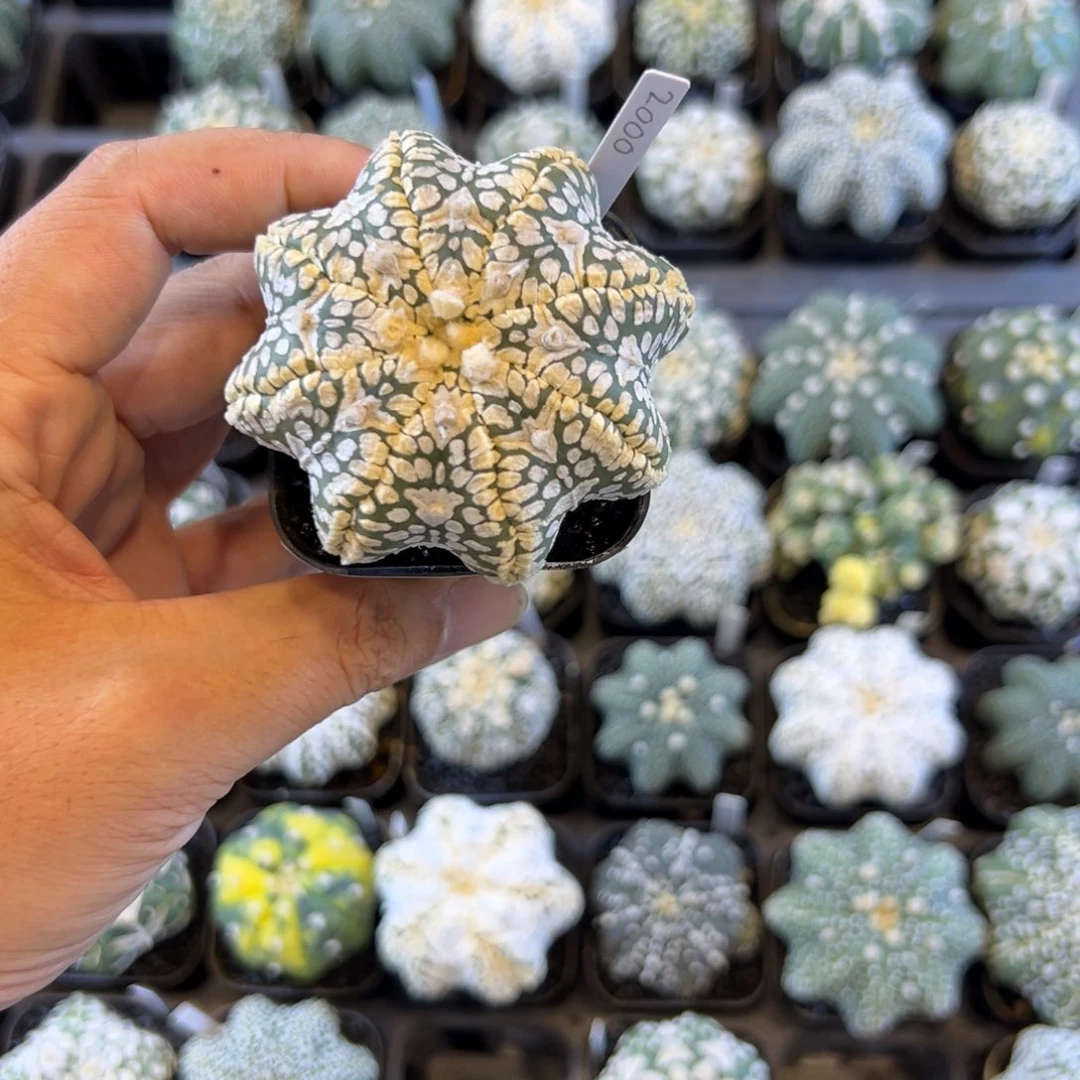 叫***呢D070号兜仙人球多肉植物