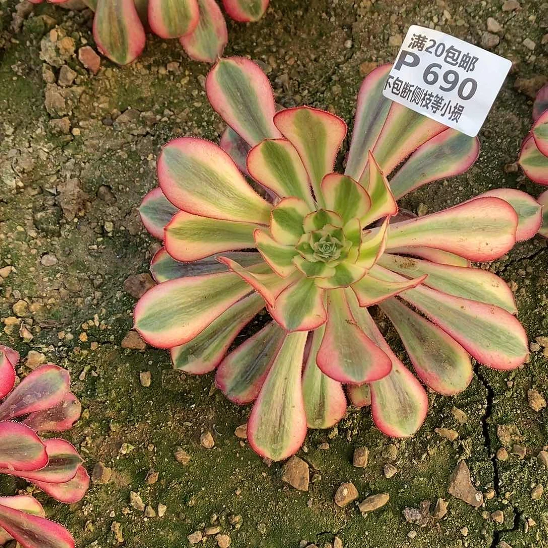 690香奶奶多肉法师锦